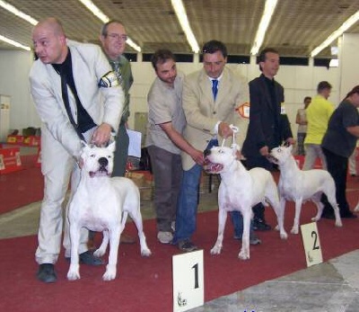 dell'Antiqua Apulia - European Dogshow 2007