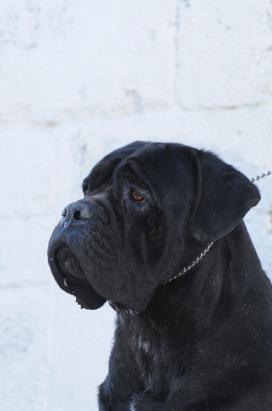 Romanus (Sans Affixe)