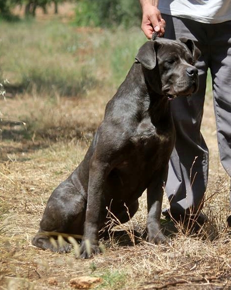 Lovely velvet dell'Antiqua Apulia